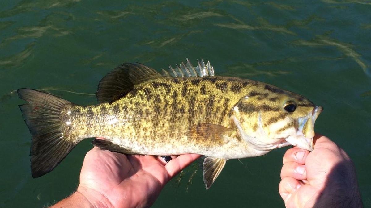 Smallmouth bass are available at Anderson Ranch Reservoir.