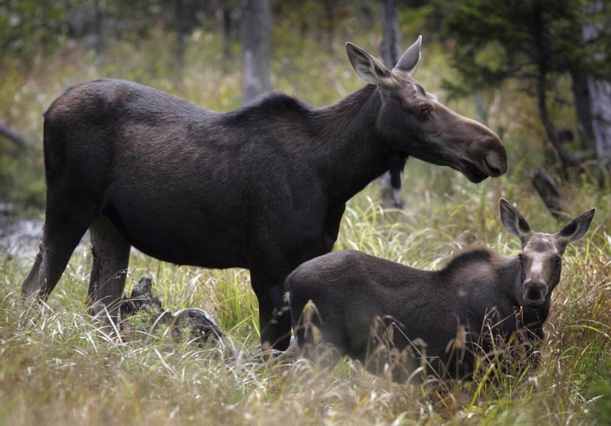 The Idaho Fish and Game commissioners are considering offering more big-game auction tags, including one for moose.