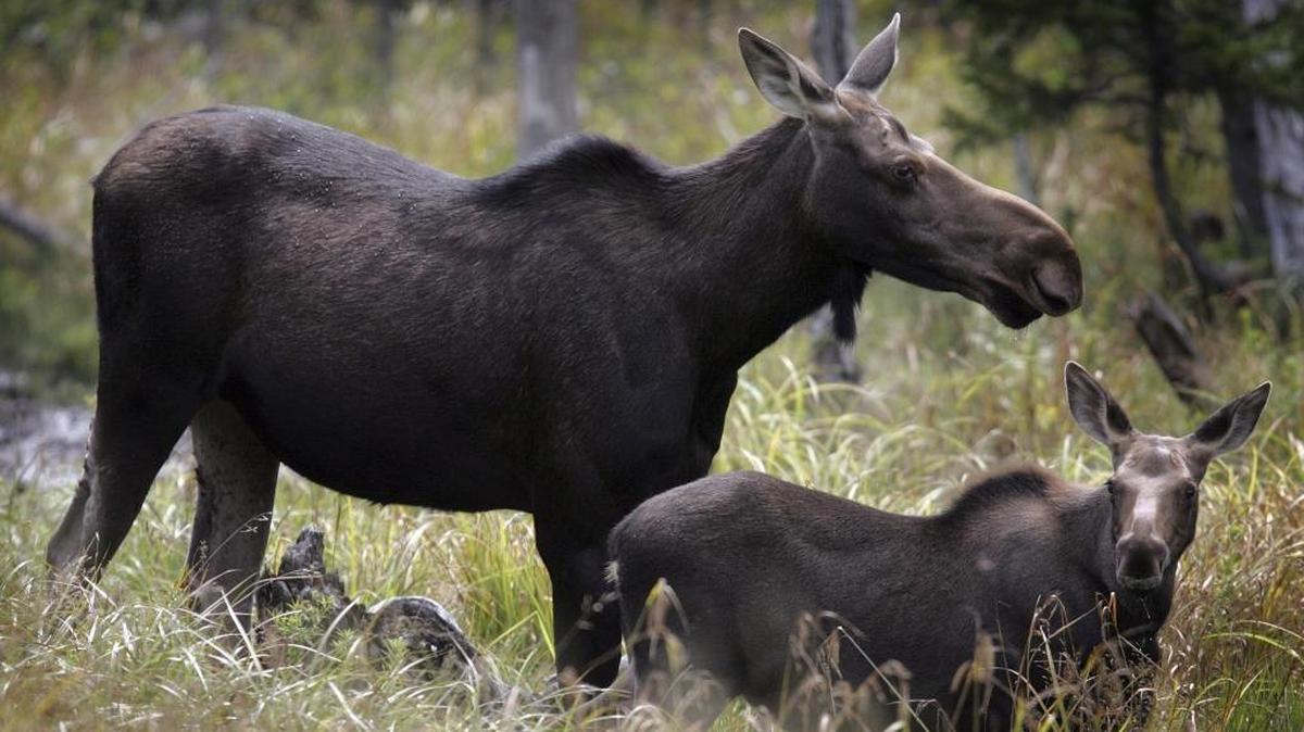The Idaho Fish and Game reduced he number of available moose tags for hunters in 2019-2020 in efforts to increase the population.