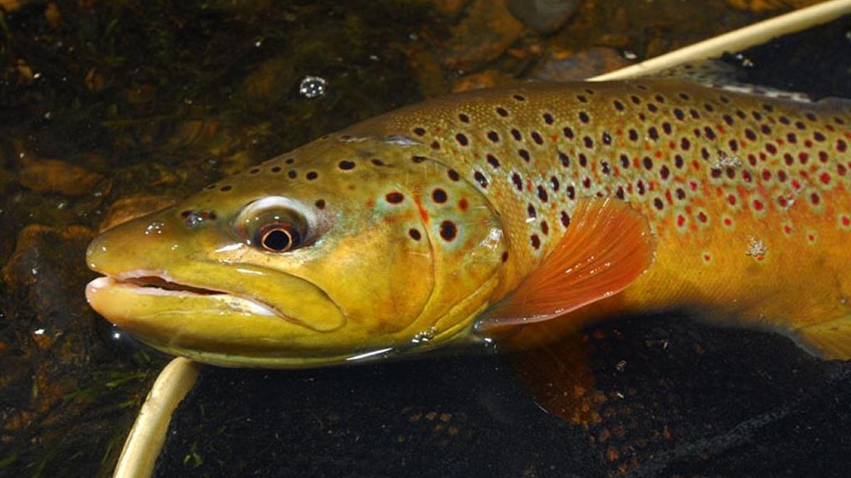 Brown trout.