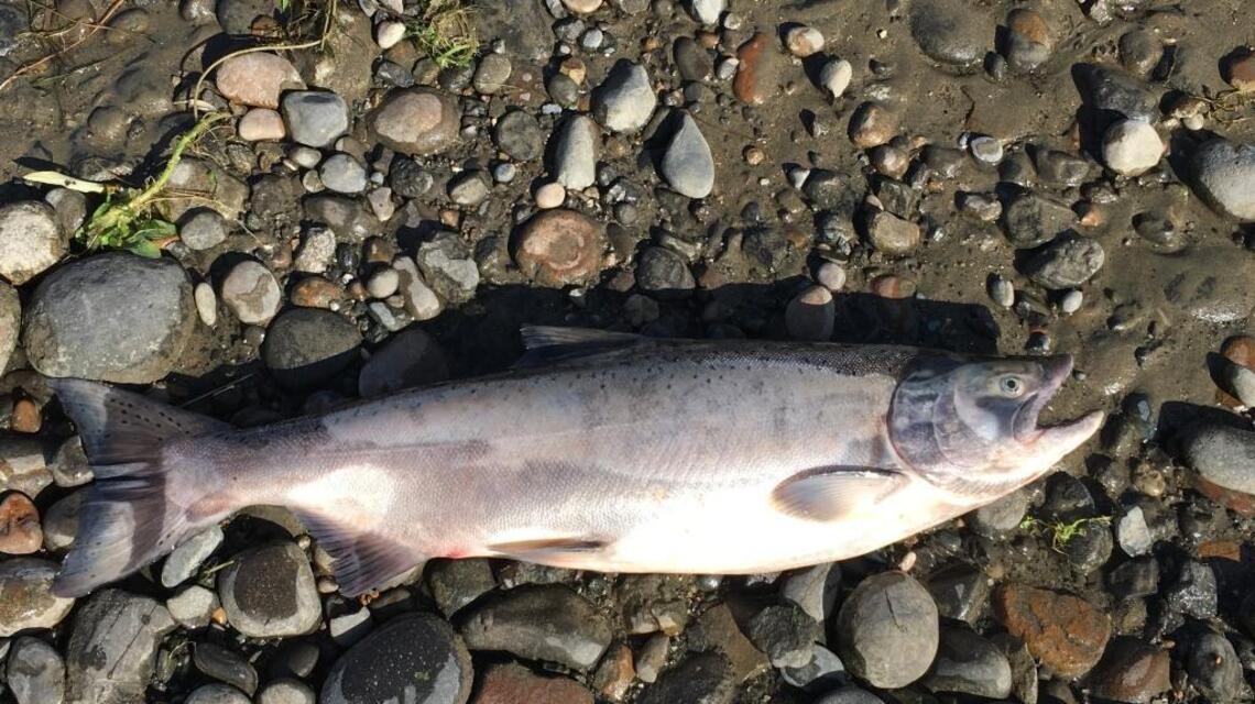 If you want to catch late-season salmon, here are your options (fishing report, Oct. 6)
