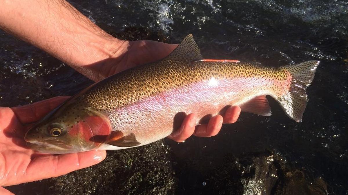 With warming temperatures, many anglers are turning their attention to trout in the Boise River and local ponds.