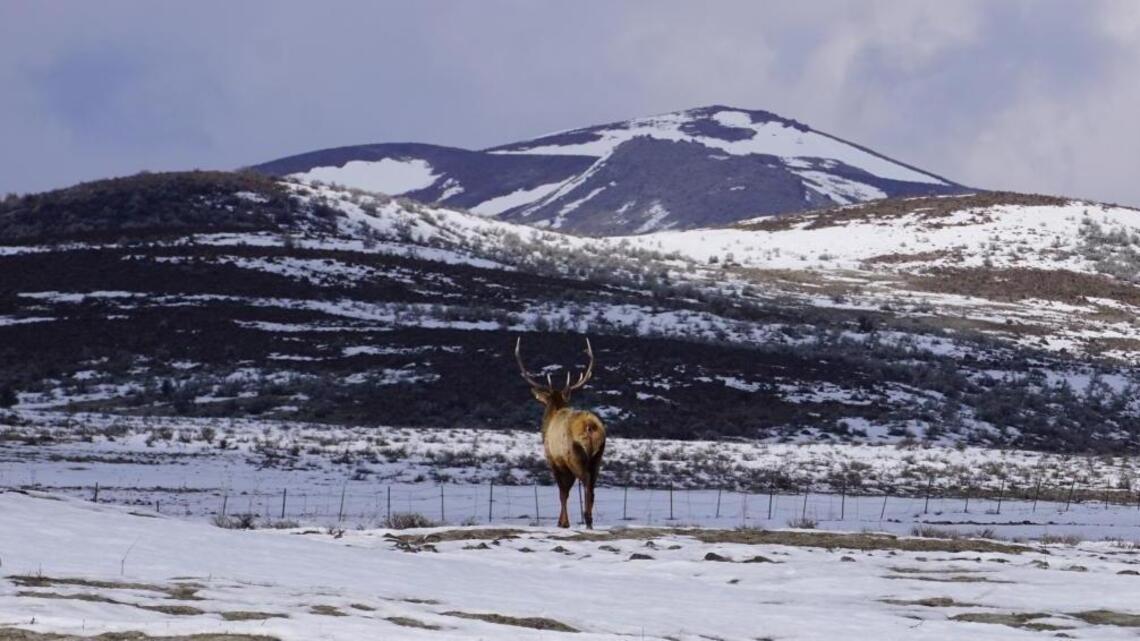 The toxic plant that killed dozens of Idaho big-game animals won’t be banned