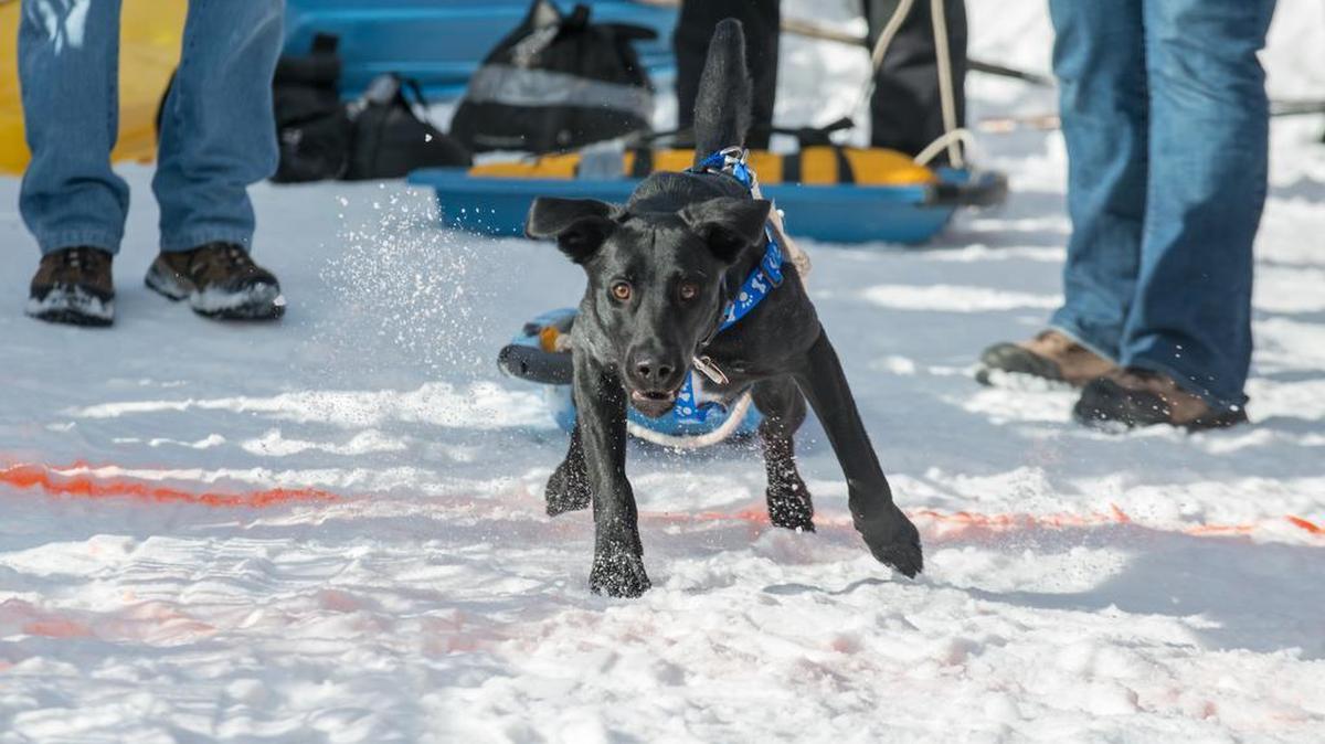 Dogs pulling weighted sleds creates one of the wackiest events at the McCall Winter Carnival.