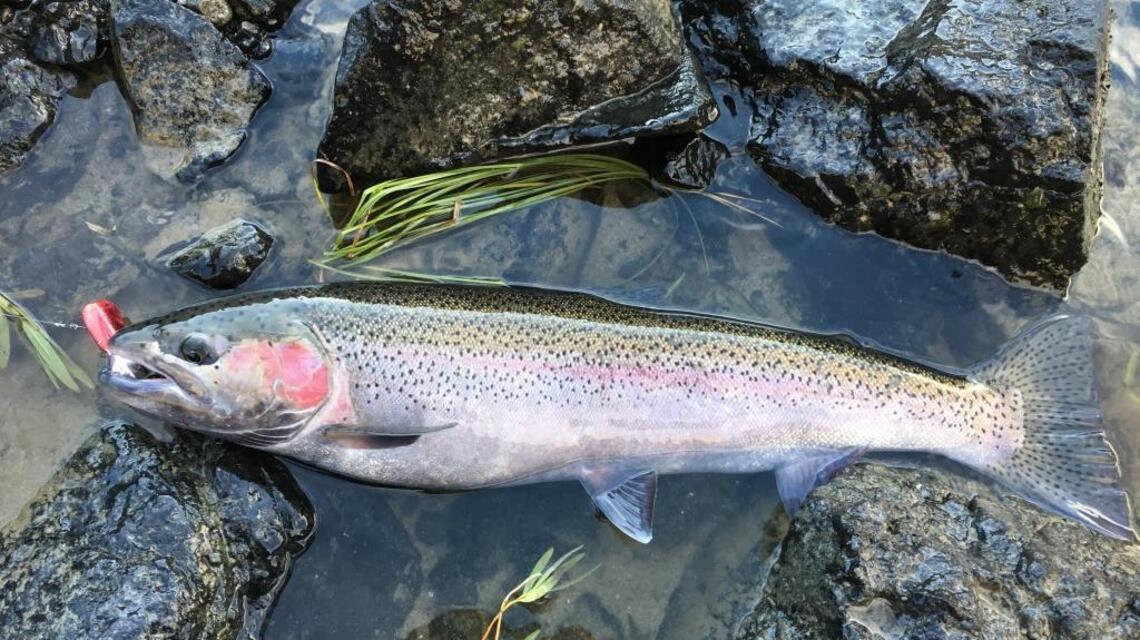 Steelhead season is rolling; here’s where to catch them (fishing report, Oct. 20)