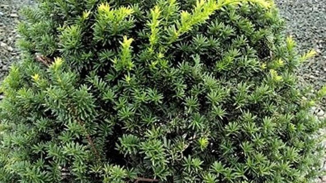 Japanese yew strikes again — this time killing 50 pronghorn in Payette