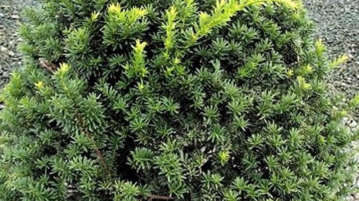 Japanese yew.