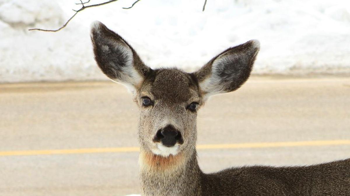 A mule deer looks up near a winter emergency feeding station in the Garden Valley area.