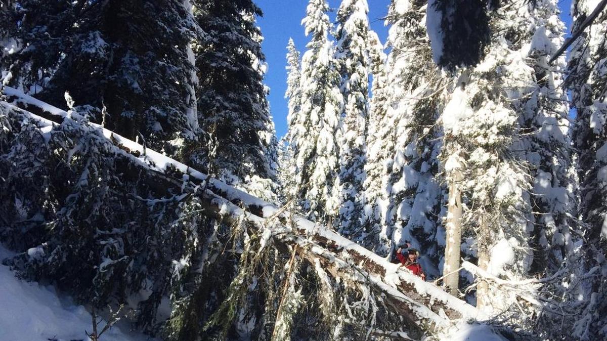 An estimated 100 trees, like this one on the Gold Fork Trail, were knocked down on Idaho City Park N’ Ski trails during snowstorms just before Christmas. It could take crews up to two weeks to clear the 26-mile cross-country and snowshoe trail systems northeast of Idaho City.
