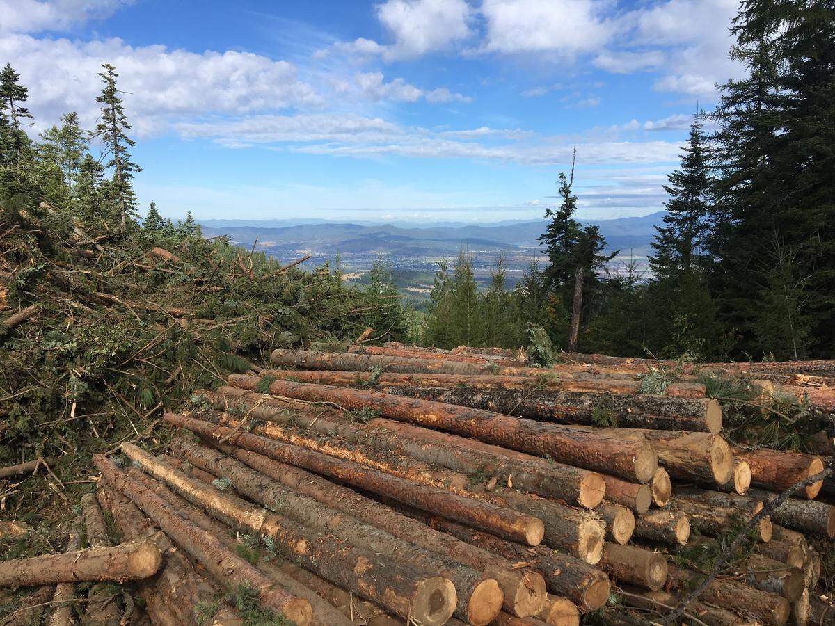 A stack of logs and brush from a clear-cut site in the mountains south of Post Falls in 2019. On Tuesday, Gov. Little ordered the Idaho Department of Lands to help increase “active management” of national forests in the state.