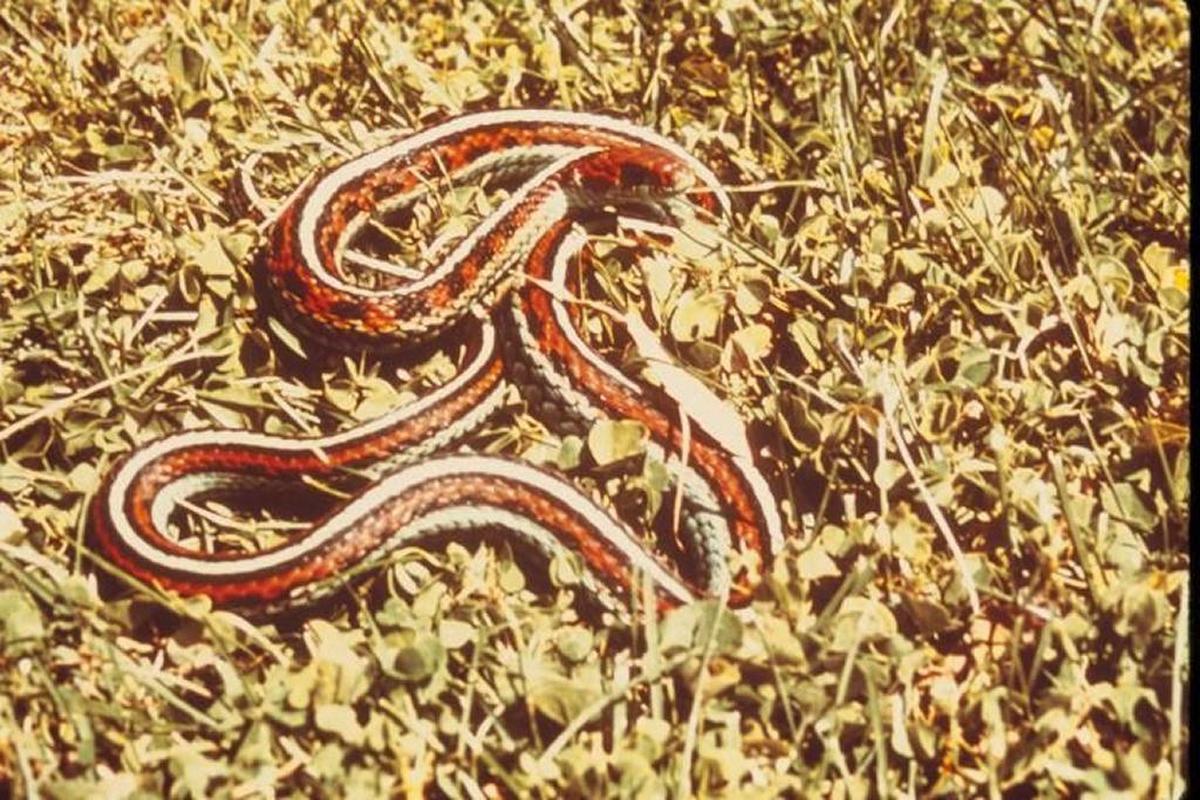 Common gartersnake
