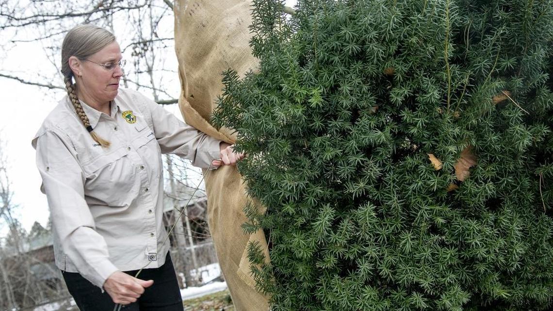 Lynn Kinter, lead botanist for Idaho Fish and Game, demonstrates how to wrap a yew in burlap to prevent animals from eating it. This was one of a half-dozen or so yews lined up adjacent to the Boise River Greenbelt, where deer frequently roam.