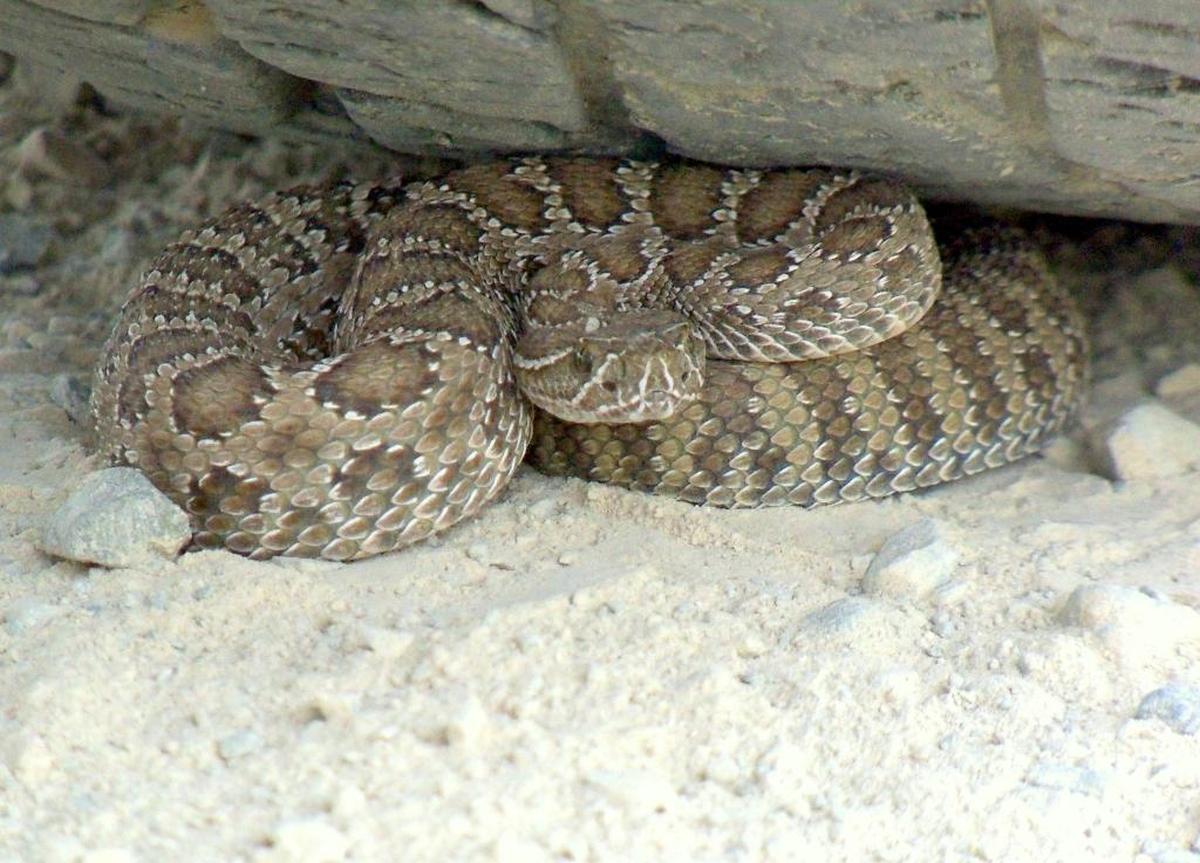 Prairie rattlesnake