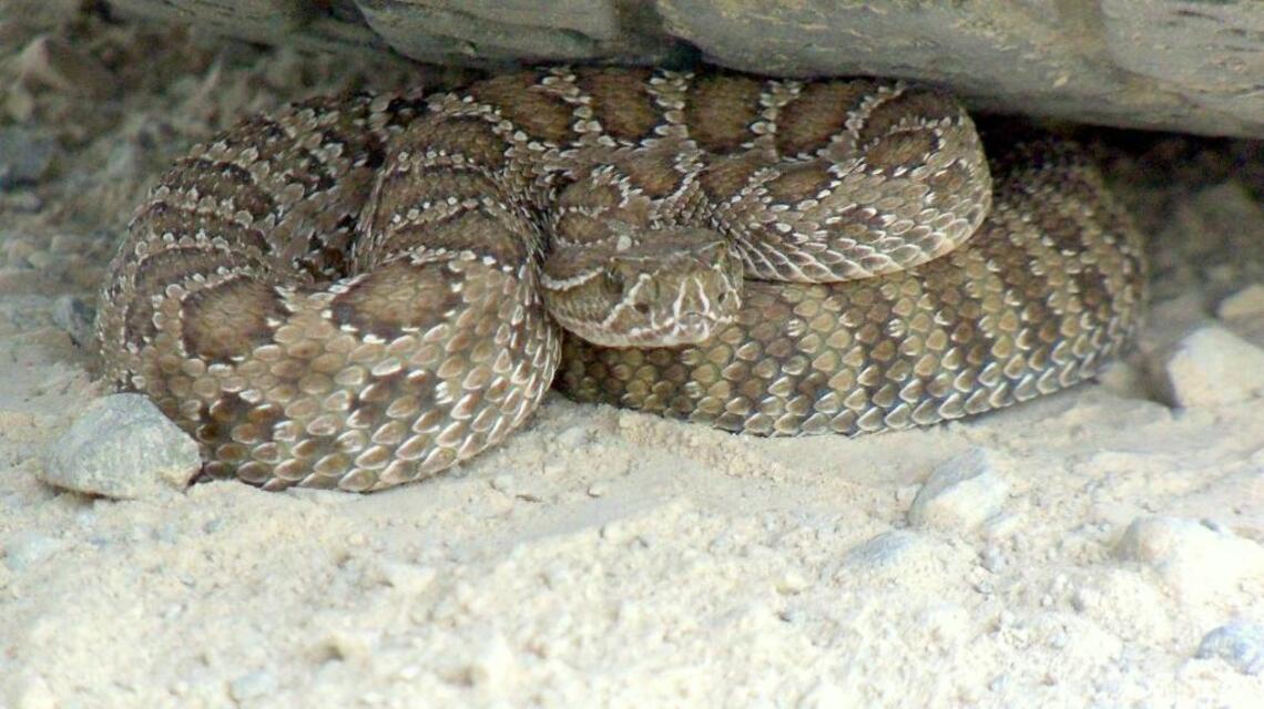 If an Idaho rattlesnake bites you and you’ve no cell service, follow these tips to survive