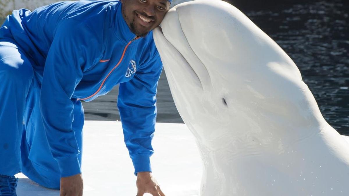 Boise State senior wide receiver Shane Williams-Rhodes was one of four Broncos who got to meet a beluga whale Monday at SeaWorld in San Diego. Williams-Rhodes also was in the group that met a sea lion Sunday at the San Diego Zoo. Most of the extracurricular activities are out of the way now as Boise State begins its final preparations for Wednesday’s game with Northern Illinois in the Poinsettia Bowl. For Williams-Rhodes, it’s his final appearance in a Boise State uniform after signing in 2012 as a return specialist and multi-faceted offensive weapon.