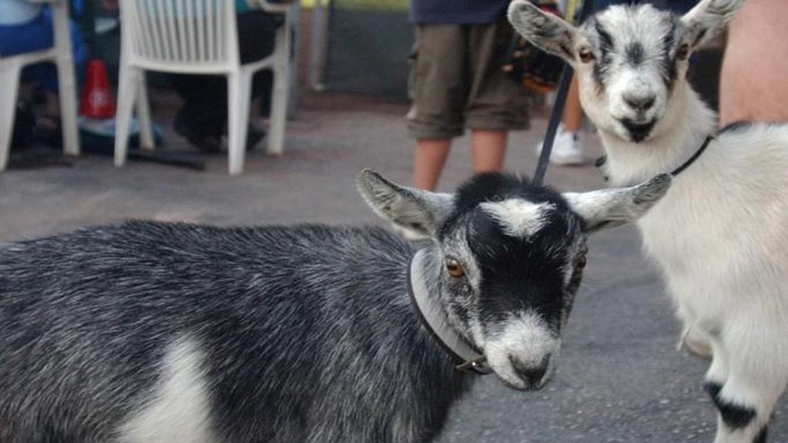 Goats received free admission on the Boise Hawks’ first “Reverse the Curse” night, which came on Aug. 13, 2004. Eleven goats came to the stadium. The Hawks were affiliated with the Chicago Cubs from 2001-14.
